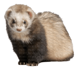 Kaz_Creations Ferret - PNG gratuit