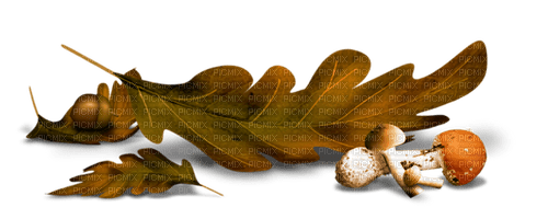autumn deco kikkapink png leaves mushroom - Free PNG