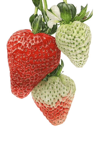 strawberries Bb2 - darmowe png