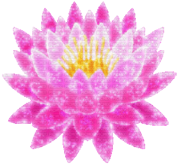 pink water lily - 免费动画 GIF