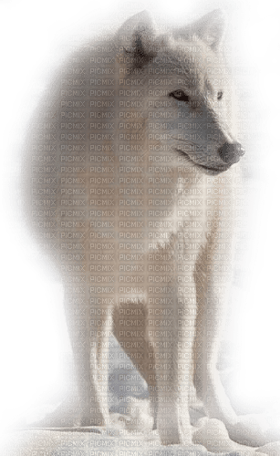 arctic wolf - zdarma png