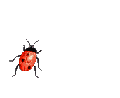 ♡§m3§♡ kawaii ladybug animated red - Gratis animeret GIF