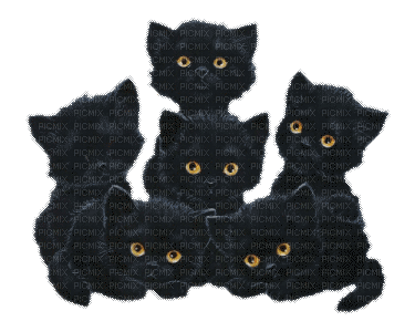 MMarcia gif gato preto - Gratis animeret GIF