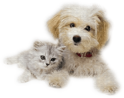 patymirabelle chien et chat - бесплатно png