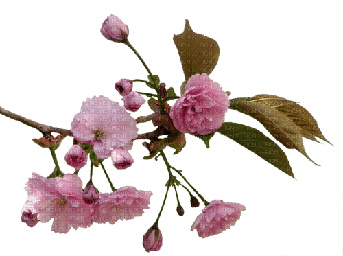 Sakura Blossom - png gratuito