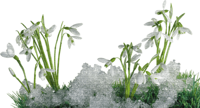 Winter, Snow, Flower, Flowers, Grass - Jitter.Bug.Girl - безплатен png