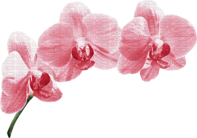 orchids pink bp - png gratis