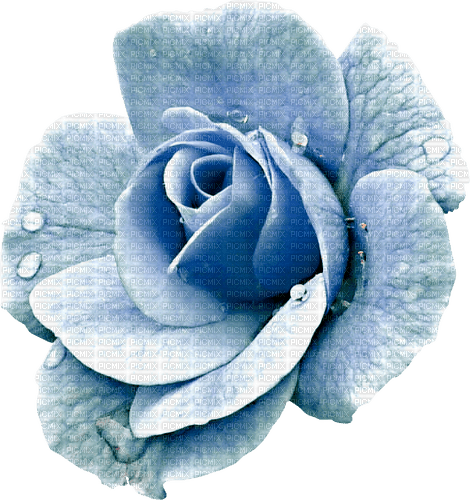 Rose.Blue - Free PNG