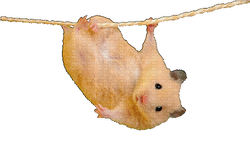 Y.A.M._Animals hamster - Gratis animeret GIF