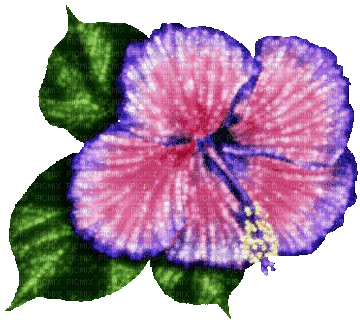 Animated.Flower.Pink.Blue - By KittyKatLuv65 - Free animated GIF