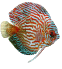 aze poisson s34 - Gratis geanimeerde GIF