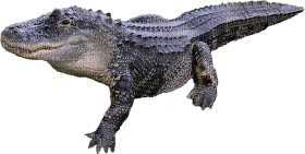 Kaz_Creations Crocodile Alligator - безплатен png