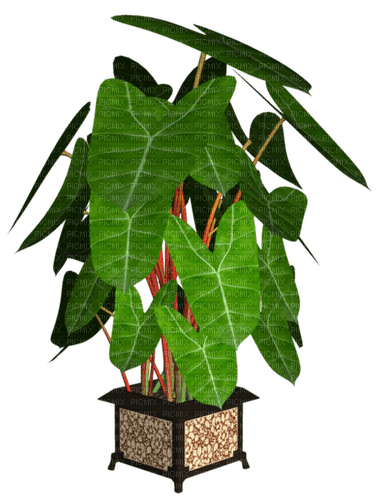 planta----plant - ilmainen png