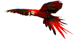 parrot katrin - png grátis