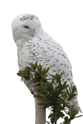 owl katrin - бесплатно png