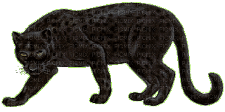 black panther bp - Δωρεάν κινούμενο GIF