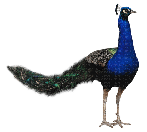 Peacock - png gratis