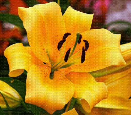 Rena yellow Flower Background - бесплатно png