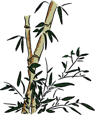 bambus bamboo - 免费PNG