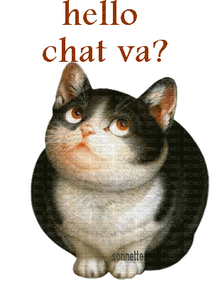 hello chat va ? - GIF animate gratis