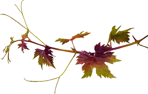 gren- blad ---branch leaf - gratis png