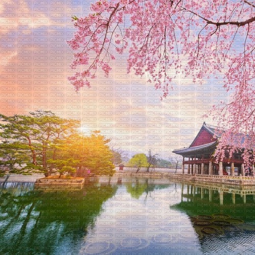 Cherry blossom background Korea - gratis png