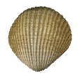 shell - GIF animate gratis