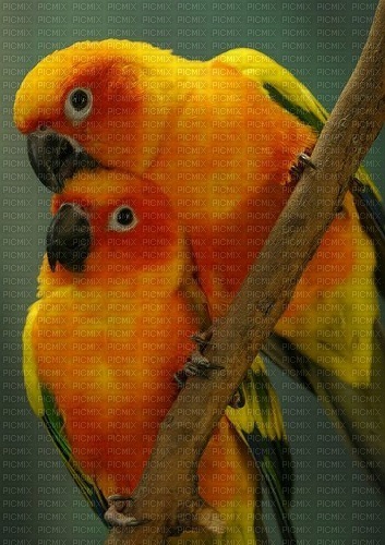 Birds, yellow orange sun conures, love couple, png - Free PNG