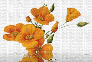 floral - Zdarma animovaný GIF