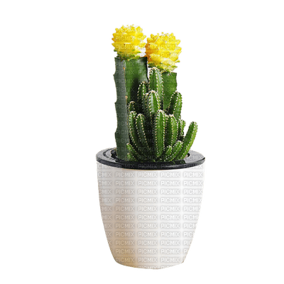 plant cactus pot, vase, sunshine3 - безплатен png