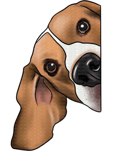 maj beagle chien - gratis png