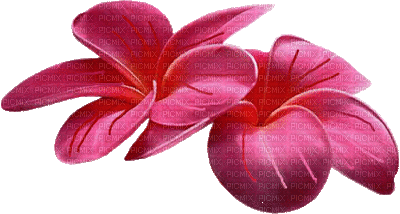 fleur rose.Cheyenne63 - GIF animado grátis