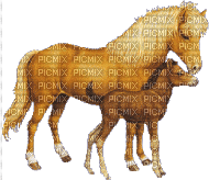 chevaux - 免费动画 GIF