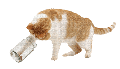 kinoto. gato botella - GIF animado grátis