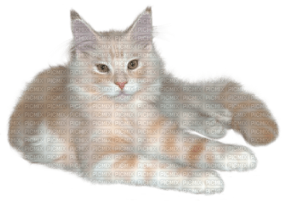 CHAT - 免费PNG