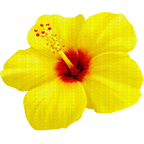 Flower.Yellow.Red - бесплатно png