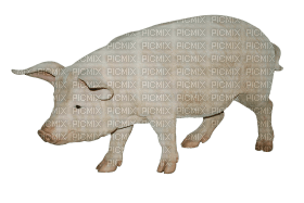 Kaz_Creations Pig - PNG gratuit