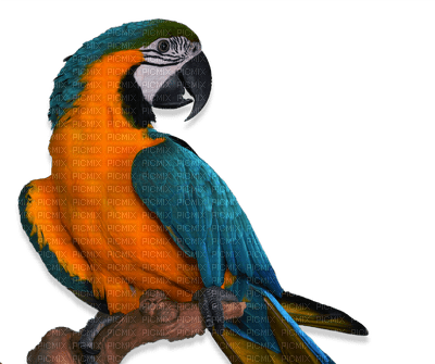 Parrot birds bp - zadarmo png