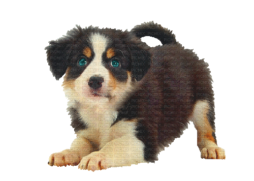 Dog Puppy Chien - Безплатен анимиран GIF