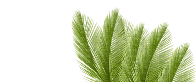 кусок пальмы - Free PNG