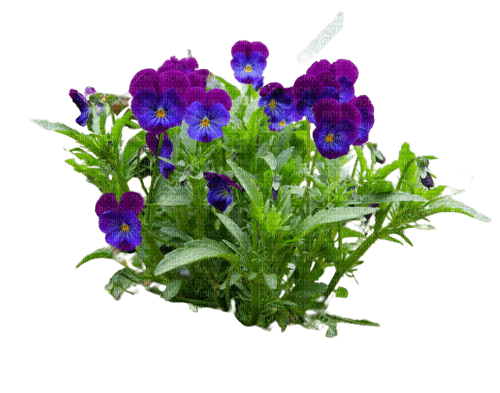 flower,pansies - besplatni png