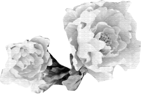 Deco White Rose - 無料png