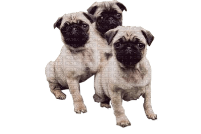 Kaz_Creations Dogs. Dog  Pugs Puppies Pup - PNG gratuit
