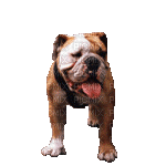 bulldog - GIF animé gratuit
