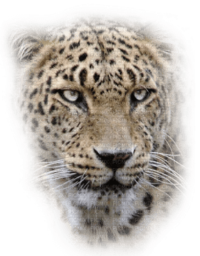 snow leopard bp - png grátis