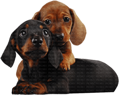 dog chien hund animal tube hunde dogs chiens animals - Free PNG