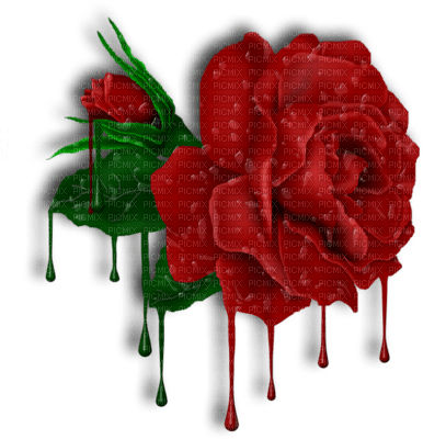 Red Rose - bezmaksas png