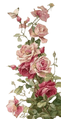 roses - kostenlos png