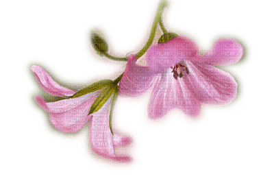 patymirabelle fleurs - gratis png