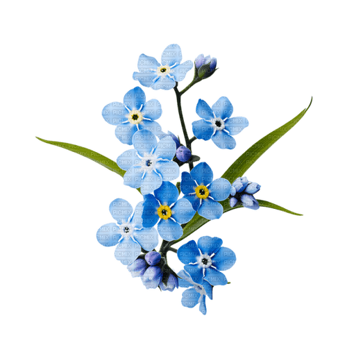 forget me not Bb2 - png grátis